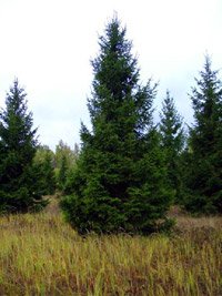 Picea omorika