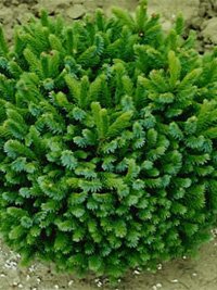 Picea omorika Nana