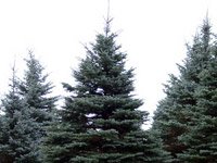 Picea pungens