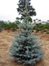 Picea pungens Edith