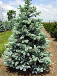 Picea pungens Glauca