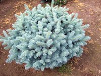 Picea pungens Glauca Globosa