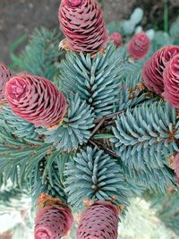 Picea pungens Hoopsii