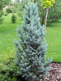 Picea pungens Iseli Fastigiata