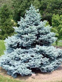 Picea pungens Montgomery