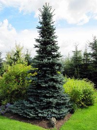 Picea pungens Oldenburg