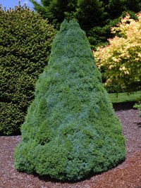 Picea сanadensis Sanders Blue