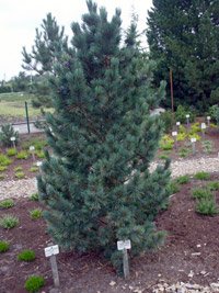 Pinus cembra