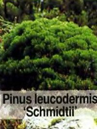 Pinus leucodermis Schmidtii