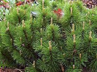 Pinus Mugo