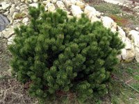 Pinus mugo Gnom