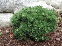 Pinus mugo Mini mops