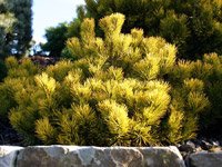 Pinus mugo Winter Gold