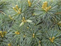 Pinus strobus Macopin