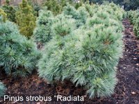 Pinus strobus Radiata