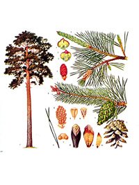 Pinus sylvestris