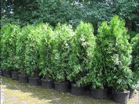 Thuja occidentalis Brabant