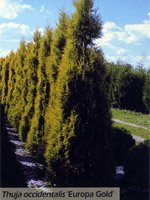 Thuja occidentalis Europe Gold