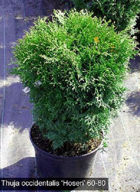 Thuja occidentalis Hoseri