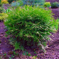 Thuja occidentalis Little Champion