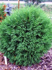 Thuja occidentalis Little Gem