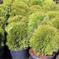 Thuja occidentalis Mr Bowling Ball