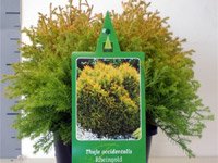 Thuja occidentalis Rheingold