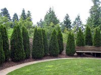 Thuja occidentalis Smaragd