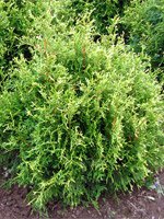 Thuja occidentalis Stolwijk