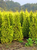 Thuja occidentalis Sunkist