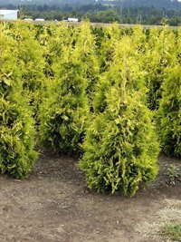 Thuja occidentalis Yellow Ribbon