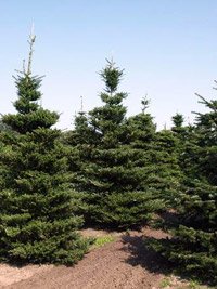 Abies koreana