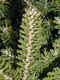 Abies koreana Molli