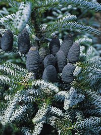 Abies koreana Silberlocke