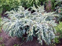 Juniperus chinensis Blue Alps