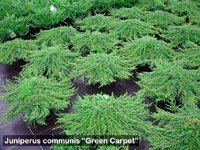 Juniperus communis Green Carpet