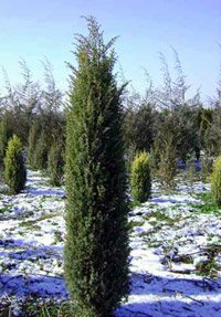 Juniperus communis Suecica