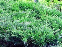 Juniperus horizontalis Andorra Compact