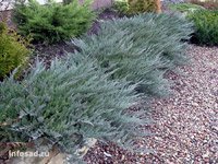 Juniperus horizontalis Blue Chip