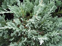 Juniperus horizontalis Hughes