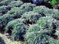 Juniperus horizontalis Icee Blue