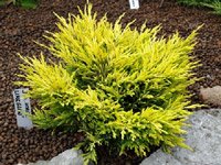 Juniperus Horizontalis Lime Glow