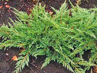 Juniperus horizontalis Prince of Wales