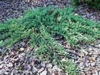 Juniperus horizontalis Wiltonii