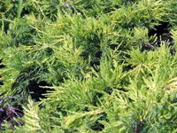 Juniperus media Gold Star