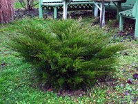 Juniperus Media Mint Julep