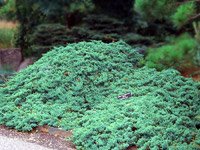 Juniperus procumbens Nana