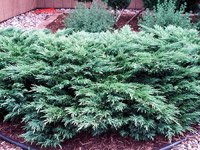 Juniperus sabina Glauca