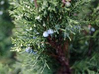 Juniperus Sabina Mas