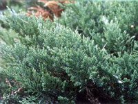 Juniperus Sabina Tamariscifolia